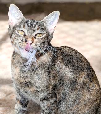Pet of the Week